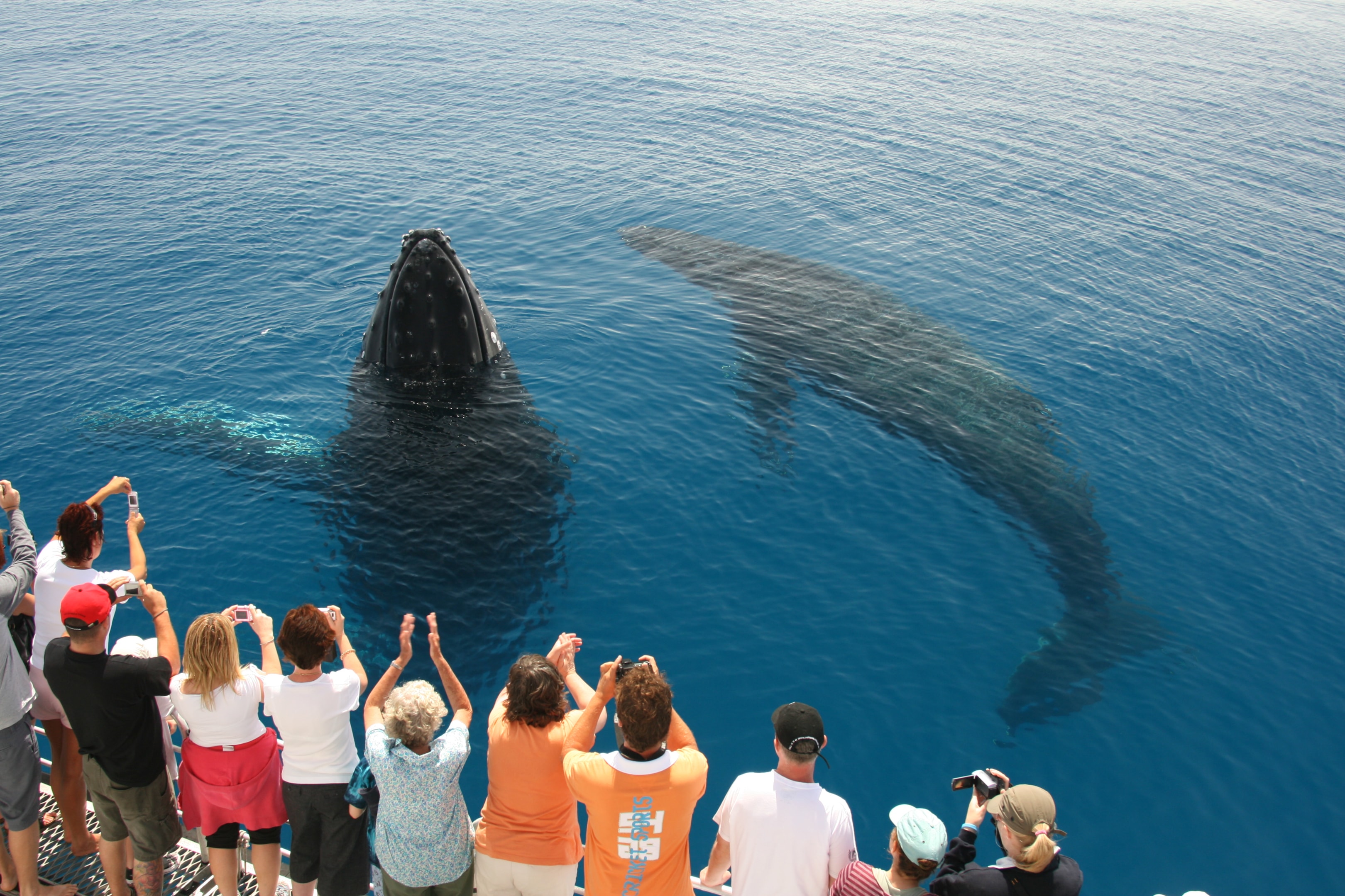 If you don't have your own craft or a boat license you can take a chartered whale watching tour