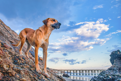 A black mouth cur standing on a steep hill with a bridge in the background