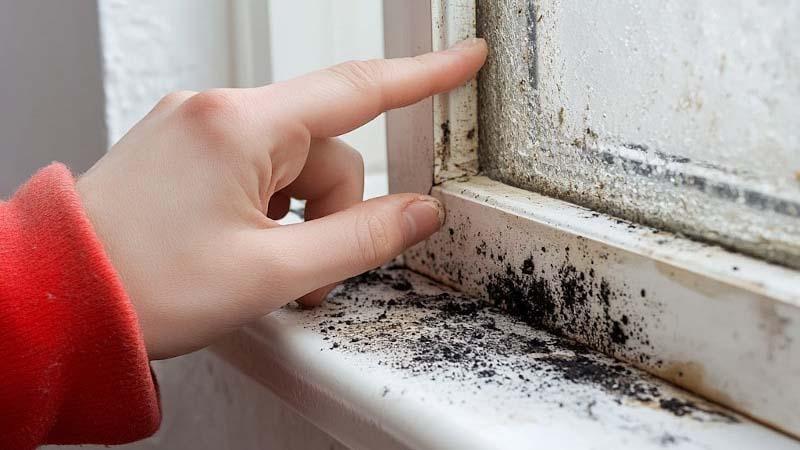 Black mold on the window sill
