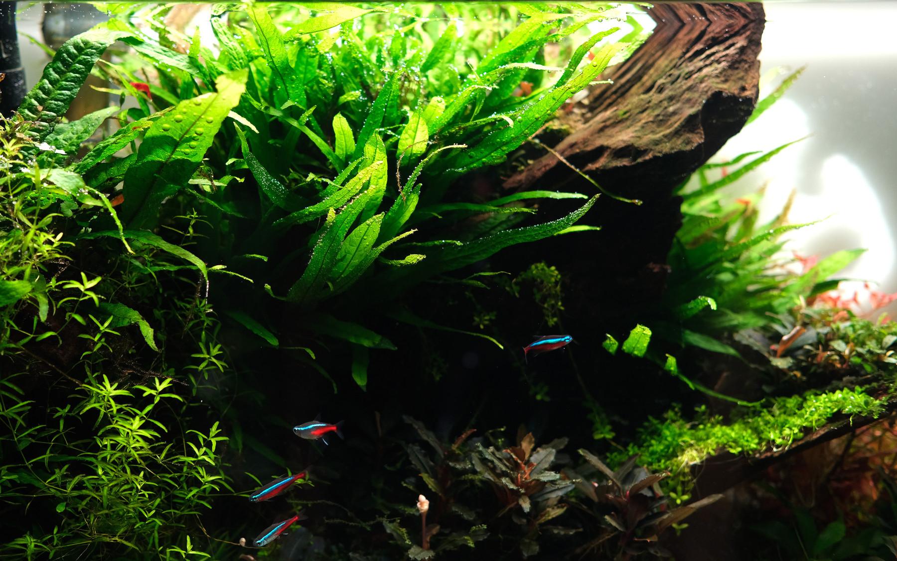 Java fern pearling