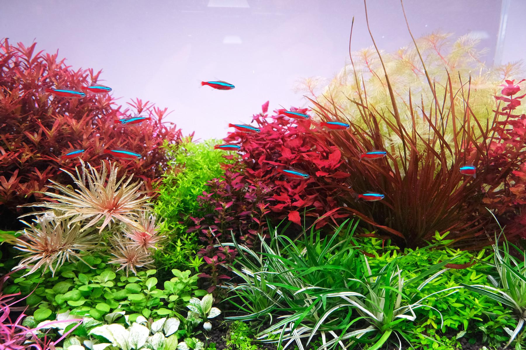 Ludwigia super red surrounded by other colorful aquarium plants