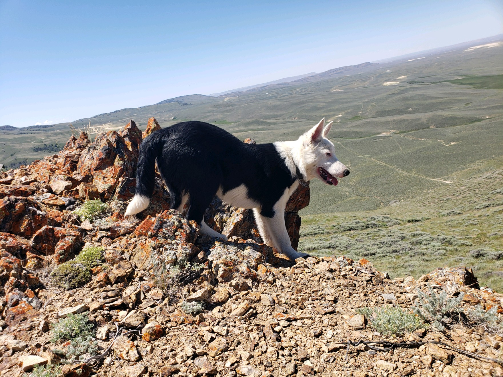 hiking dogs