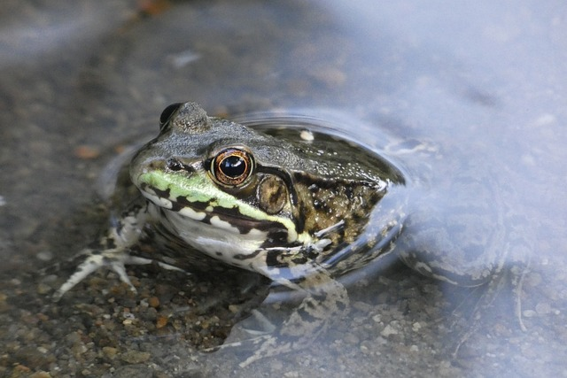 nature, frog, wildlife