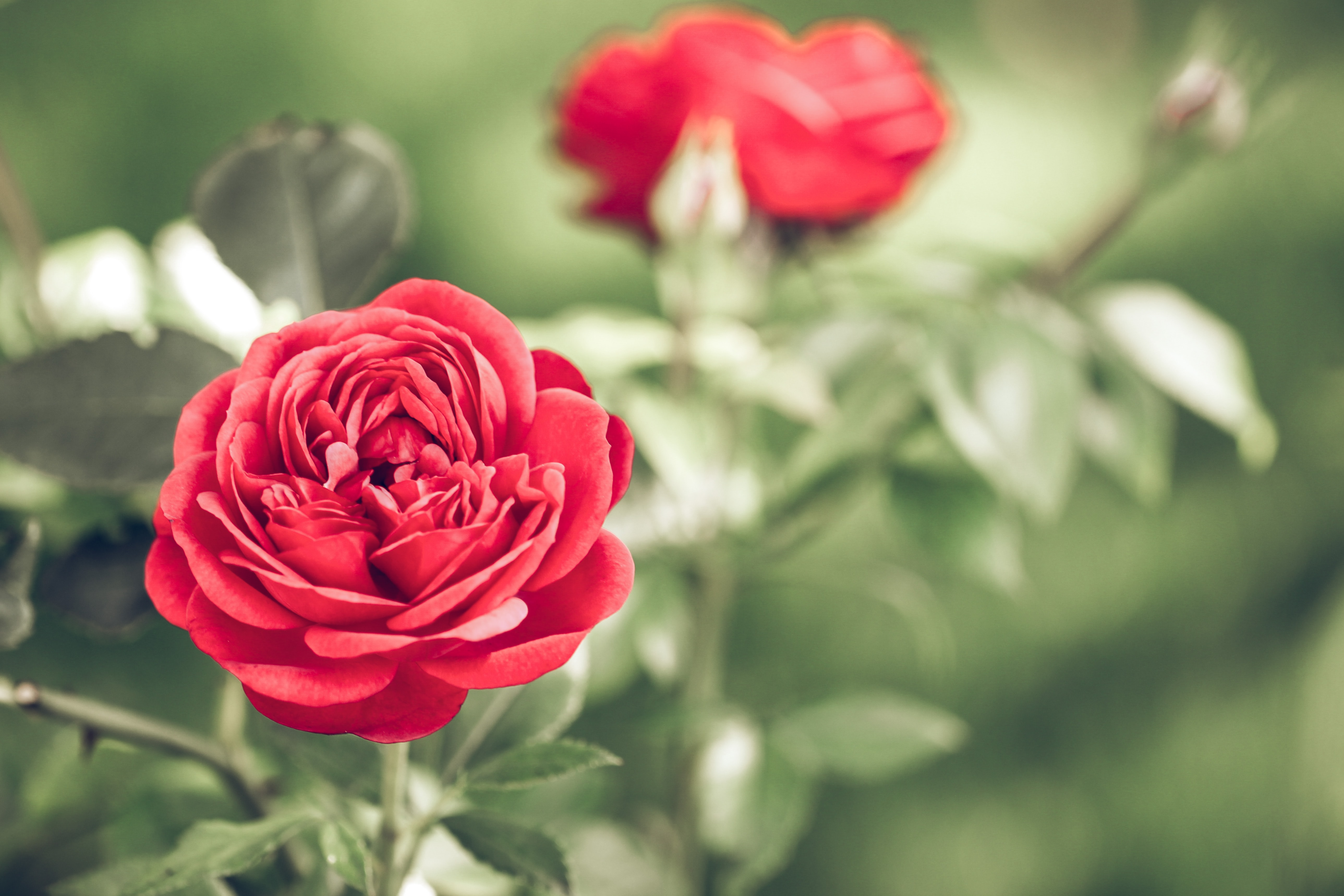 How to Add Compost to Roses