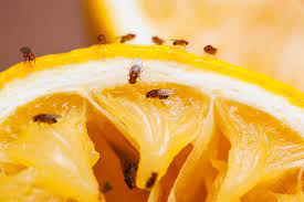 2,341 Fruit Fly Stock Photos, Pictures & Royalty-Free Images - iStock