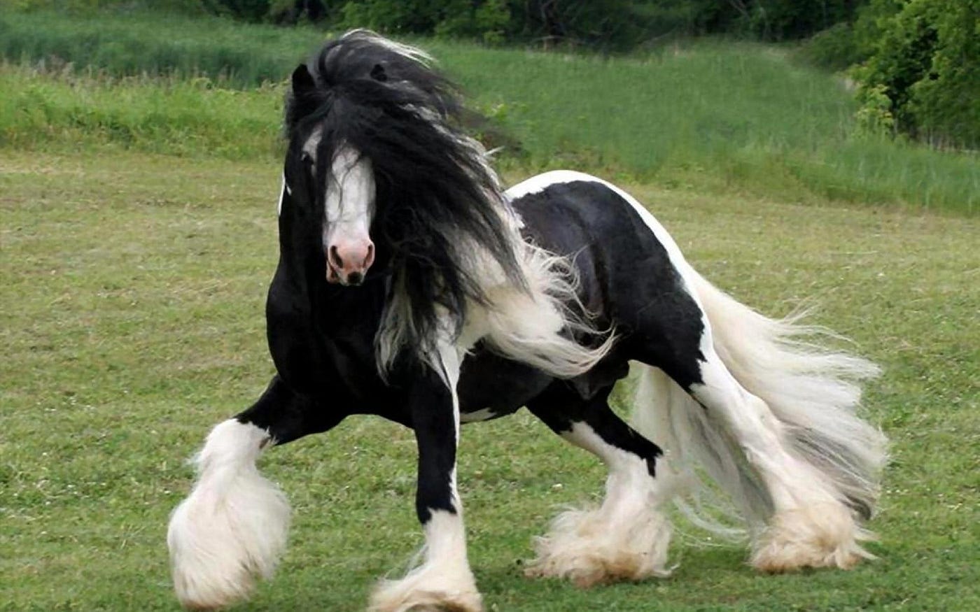 Piebald Gypsy horse