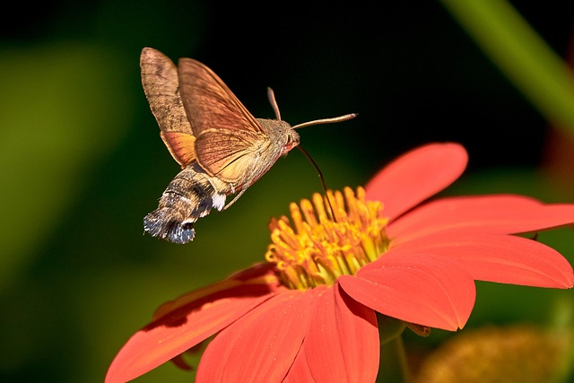 hummingbird hawk moth, butterfly, owls
