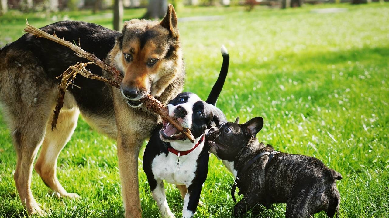 Understanding Dog Behavior