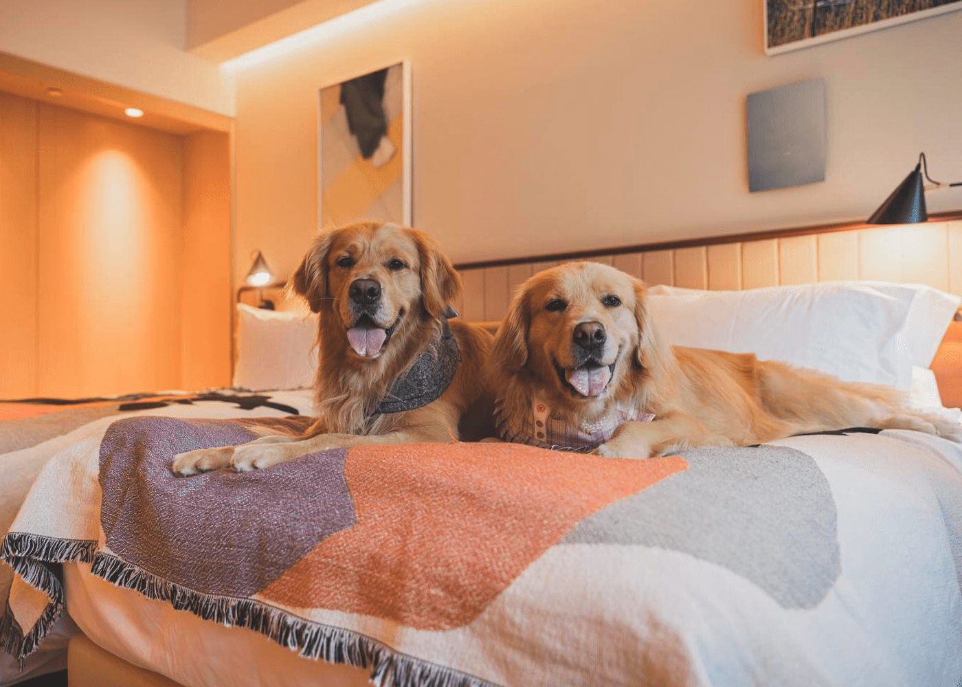 Accommodations That Welcome Paws
