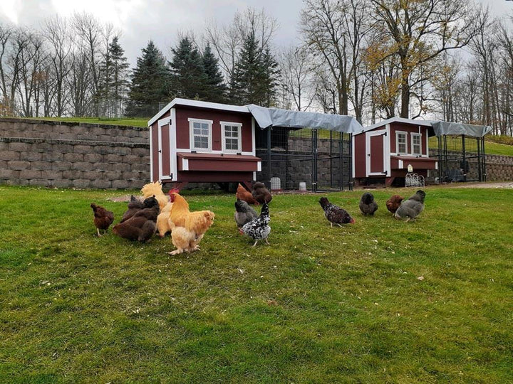 Two OverEZ Large Chicken Coops with Runs