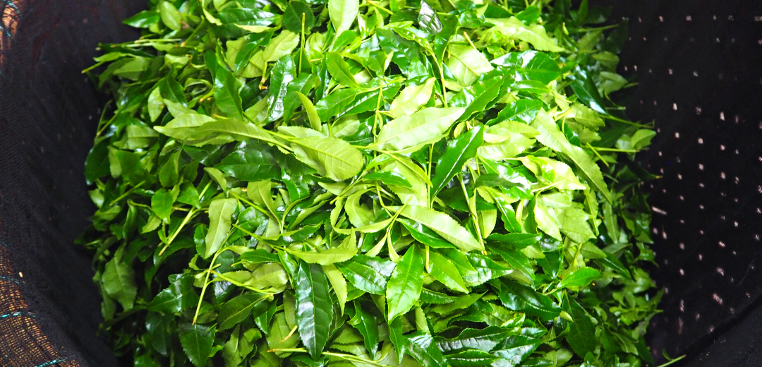 Ichibancha, first flush tea leaves are the most prized amongst Japanese tea masters.