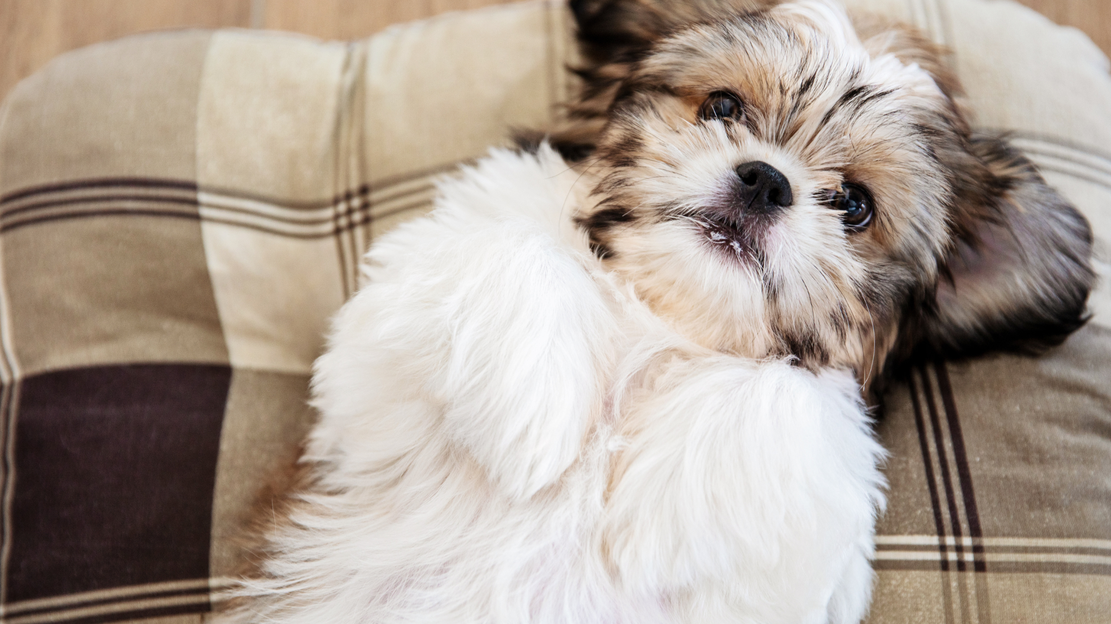A modern Shih Tzu laying on a bed