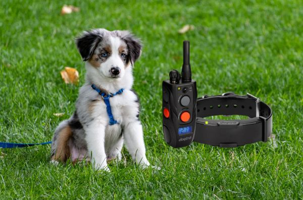 Puppy With Dogtra ARC Expandable Dog Remote Trainer