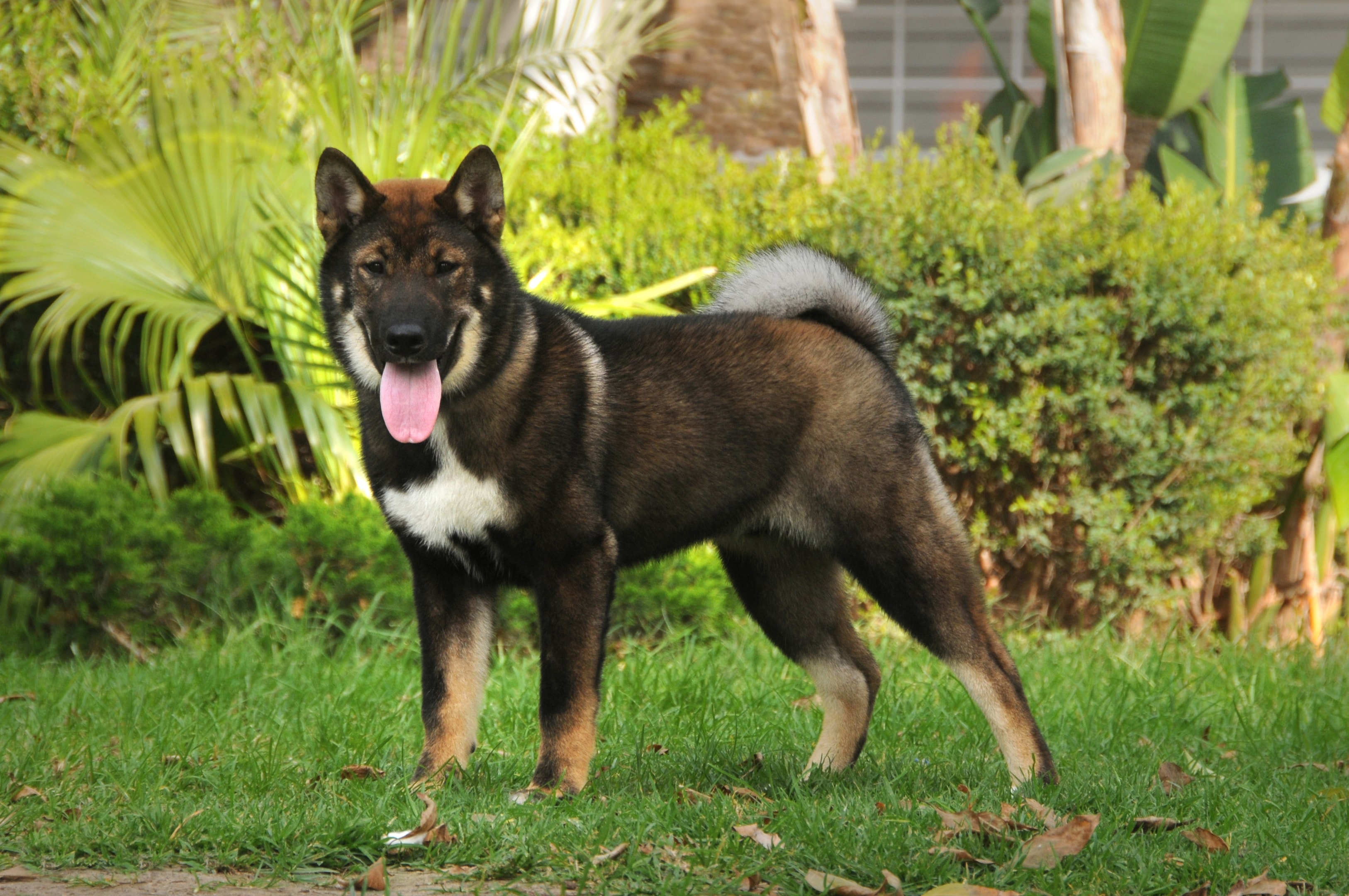 An adult Shikoku standing in a field