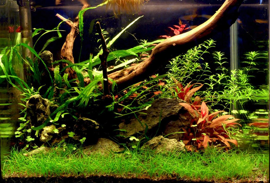 Needle leaf Java fern  in a low tech 4 gallon aquarium.