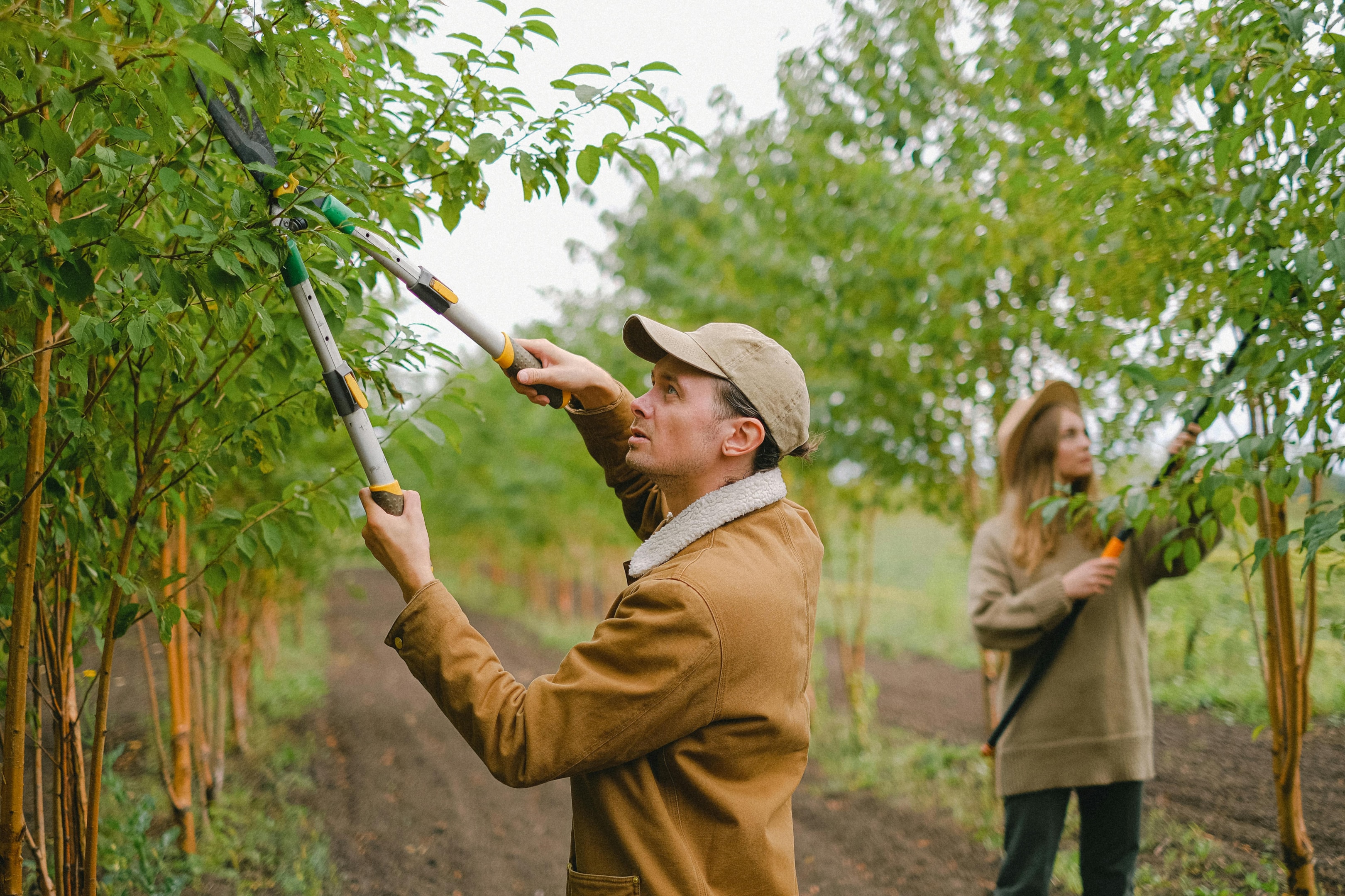 Essential tools for winter pruning including sharp blades and secateurs.