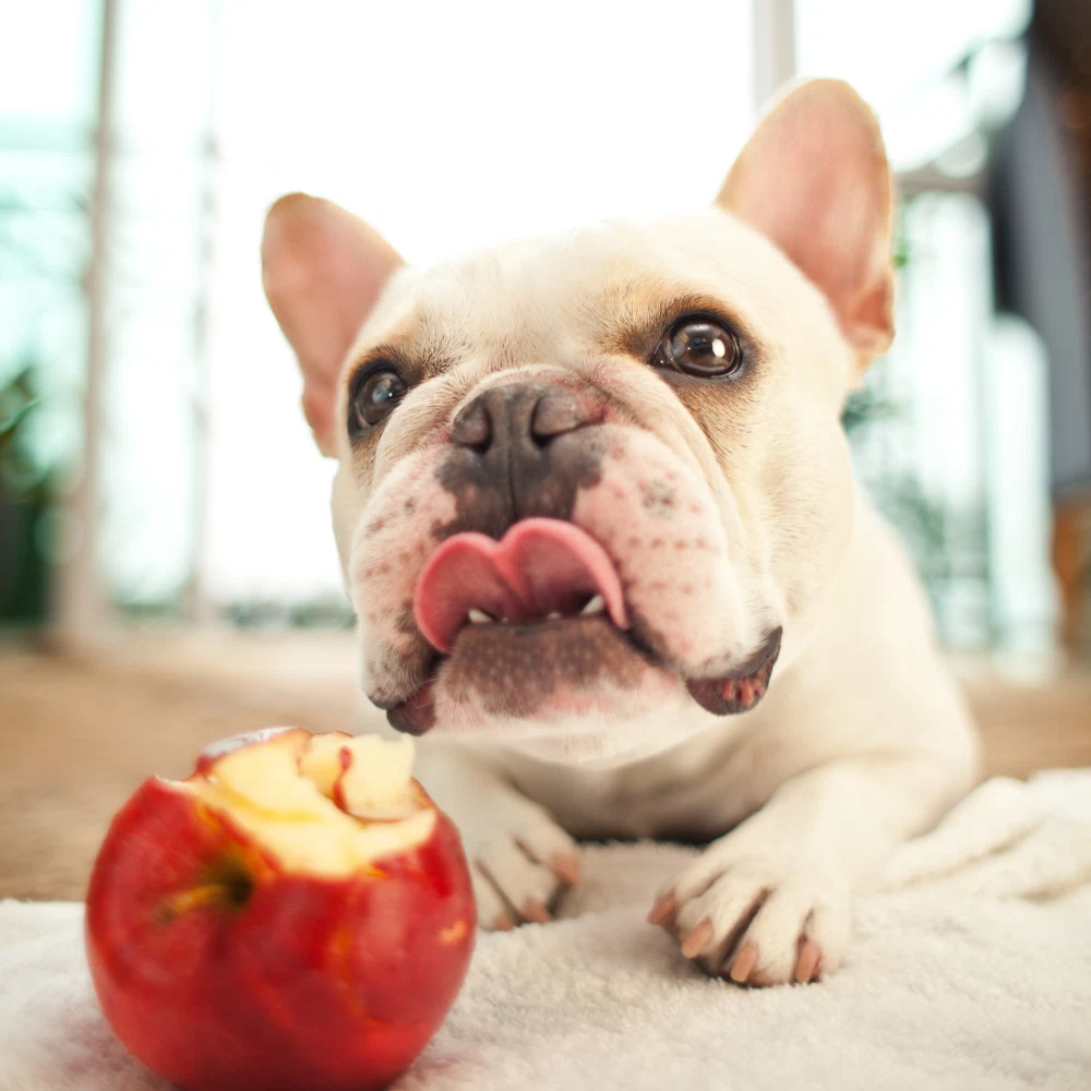 Human Food as Dog Treats