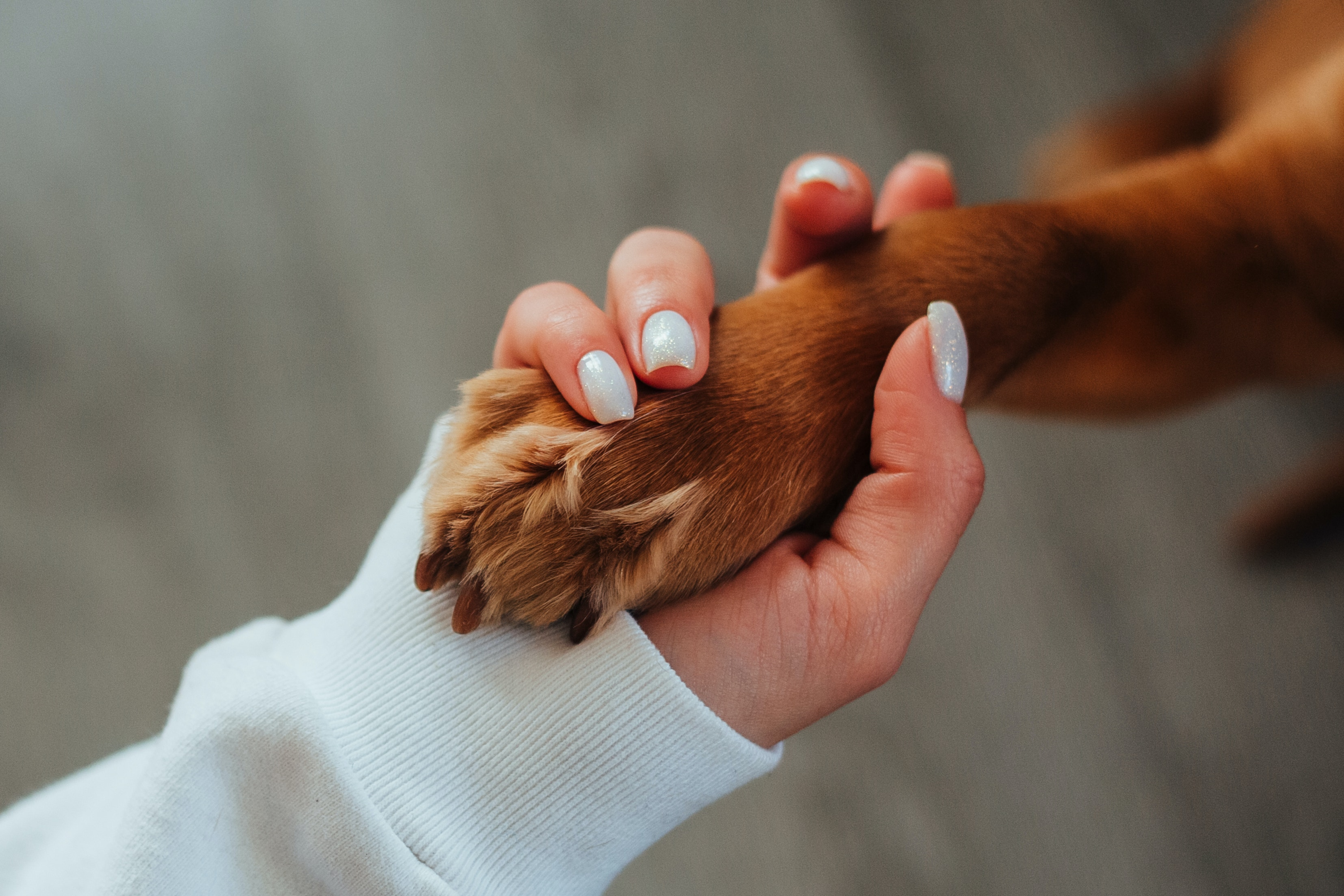 Dog paw with hand