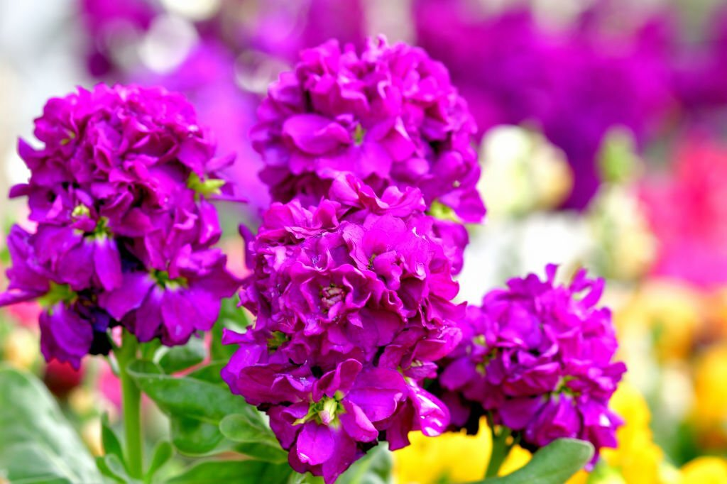 Matthiola