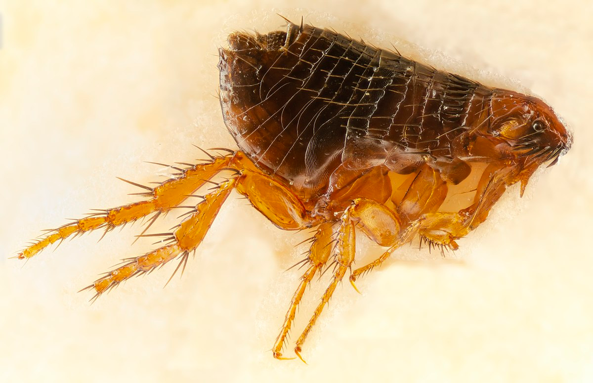 Flea Lifespan Revealed How Long Do Fleas Live?