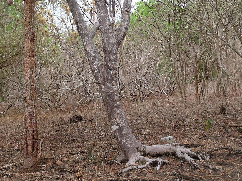 Palosanto bursera graveolens tree
