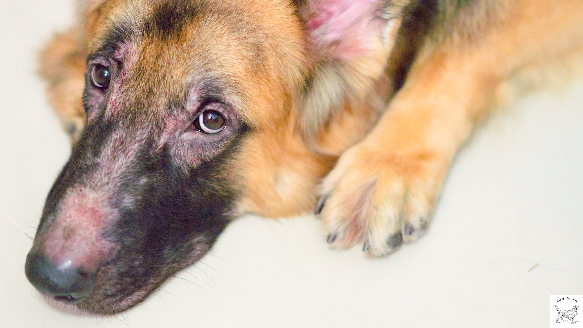 dog showing whale eyes