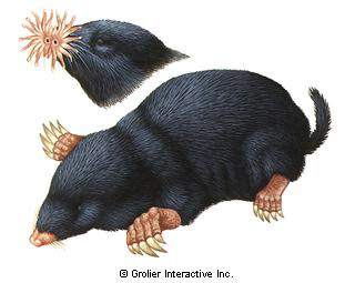 An illustration of two different species of moles.