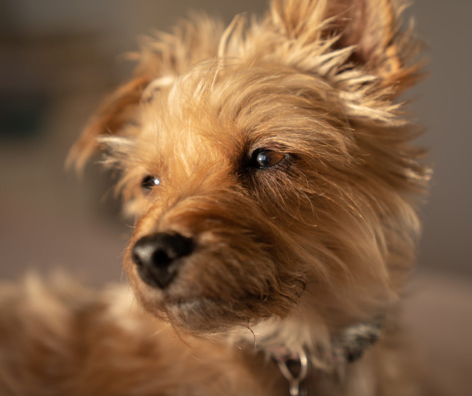 A Picture of a Yorkiepoo a Yorkshire Terrier and Poodle Mix
