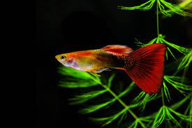 167 Guppies Stock Photos, Pictures & Royalty-Free Images - iStock