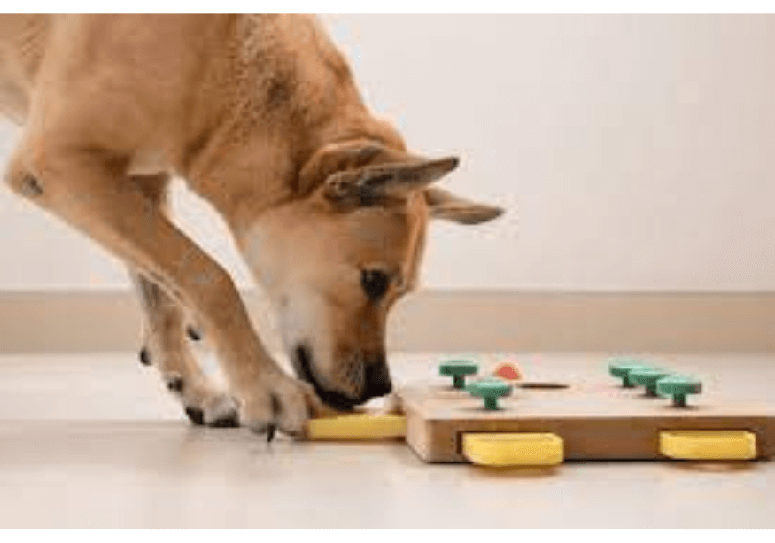 A dog playing, opening a puzzle feeder