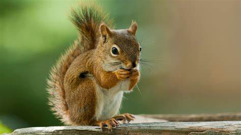 Squirrel enjoying a tasty treat.