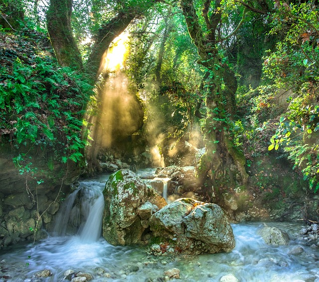 rainforest, jungle, stream