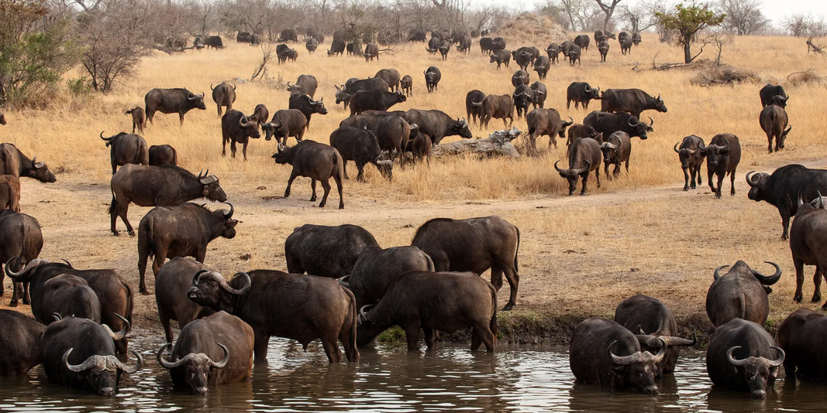 common dangerous animals in africa