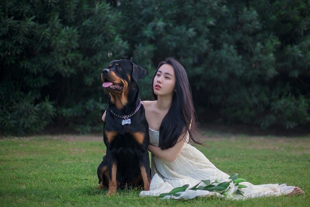 rottweiler, dog, wedding dress