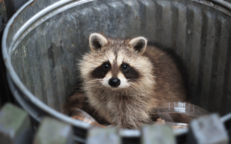 raccoon removal