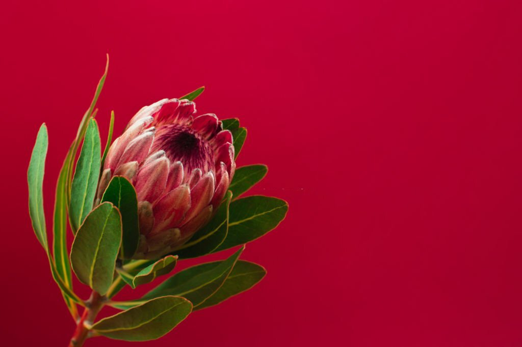 King Protea