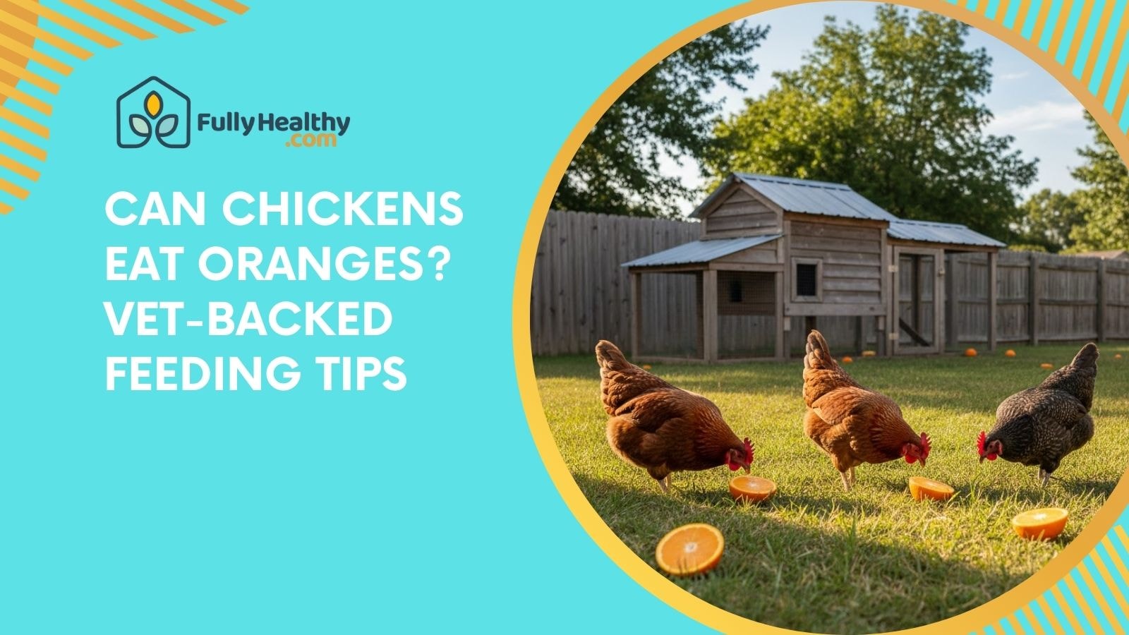 Can Chickens Eat Oranges? Vet-Backed Feeding Tips