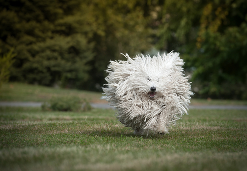 A Puli mid run in a field with its fur floating in the air