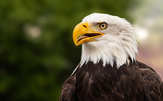 bald eagle, adler, bird