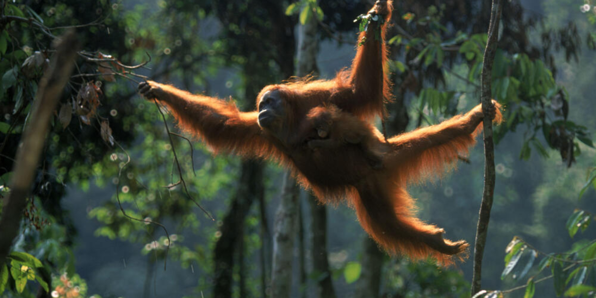 interesting animals in indonesia