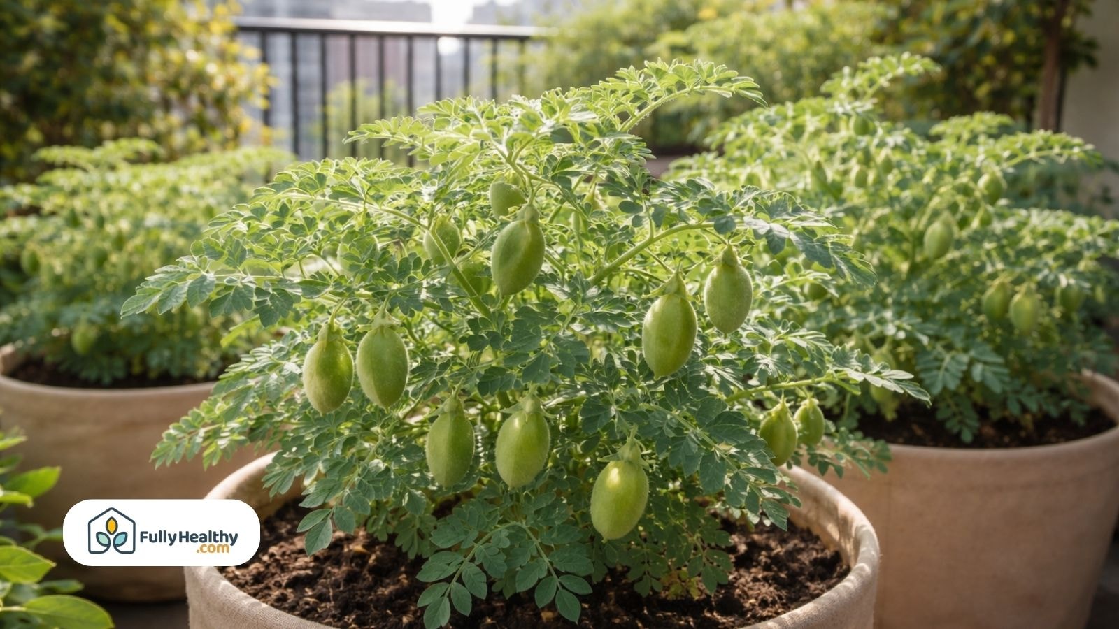 Chickpea plants growing in containers on a sunny apartment balcony
