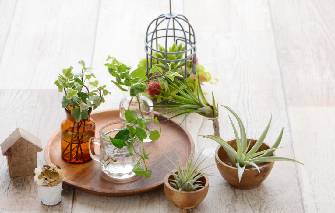 Air plants make an awesome gift idea for those who love nature