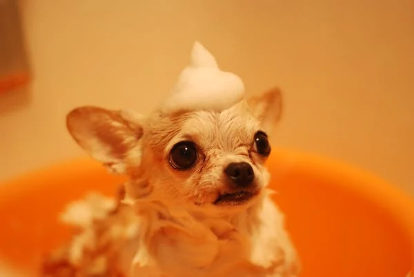Chihuahua with soap on head