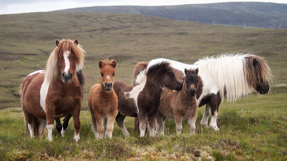 Miniature horses on a pasture