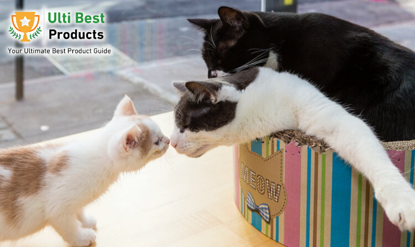 Meow Parlour n a post about Best Cat Cafes In NYC