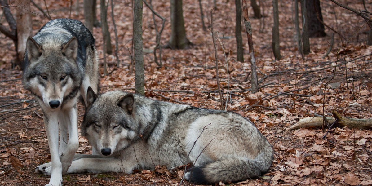 Grey wolves, Michigan 