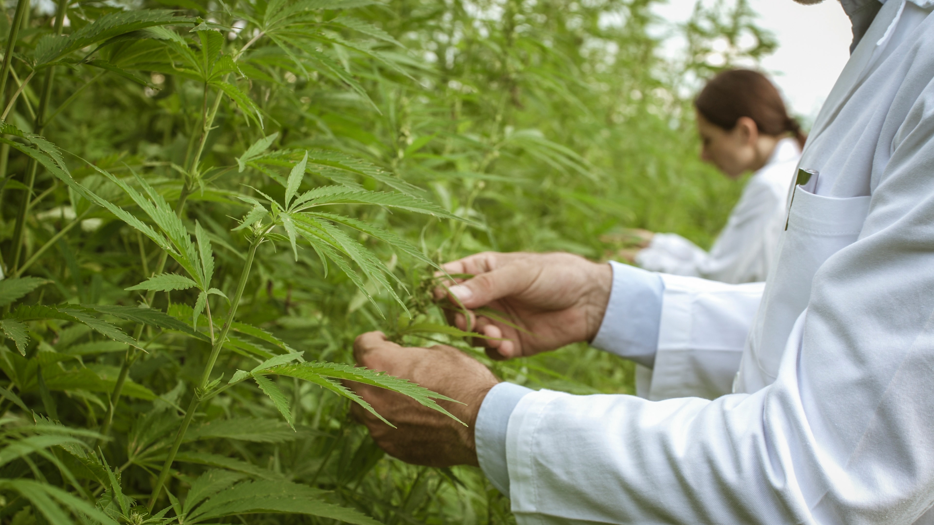 The 2018 Farm Bill opened the door for research, production, and sale of hemp projects, allowing companies to grow hemp operations and product lines.