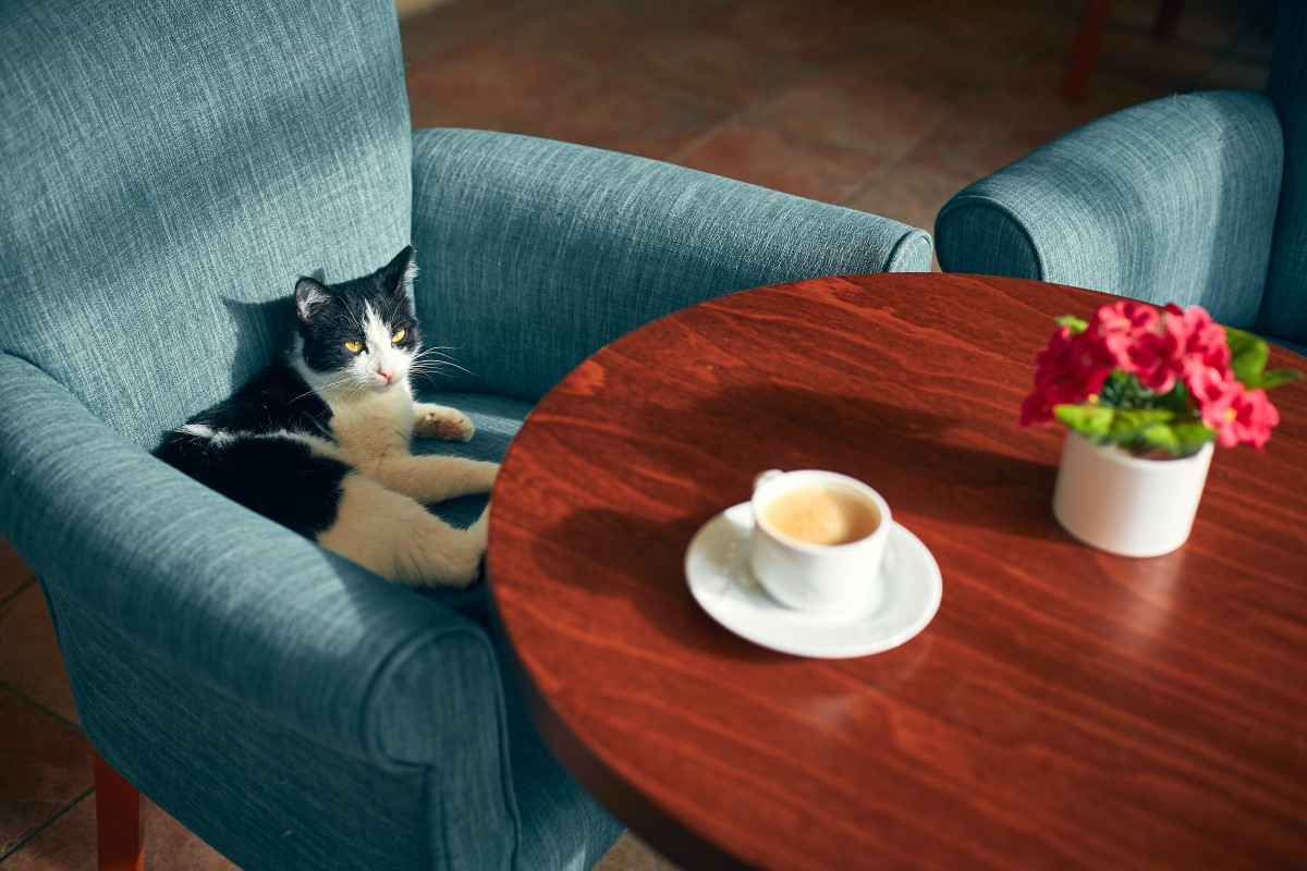 Kocia-kawiarnia-jak-ją-otworzyć