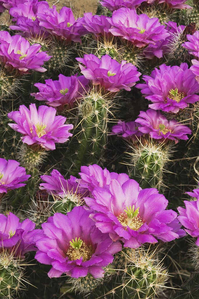 Green Strawberry Hedgehog Cactus