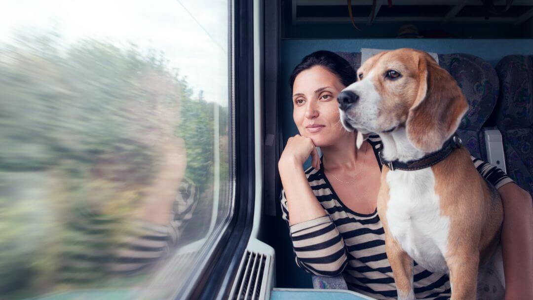 Traveling with Your canine buddy